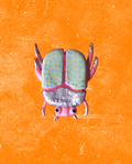Imán Escarabajo
